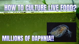 How to Culture Daphnia Secret Method to Breed MILLIONS  Simply Aquatic [upl. by Marni]