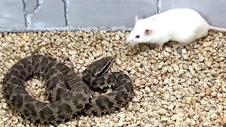 Snake attack rat Snake venom experiment [upl. by Litha]