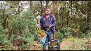 Buscando adorno Navideño en el monte musgo  con la familia [upl. by Nosyt]