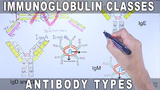 Immunoglobulin Isotypes  Antibody Classes [upl. by Craw]