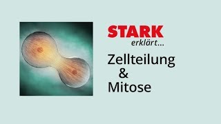 Zellzyklus und Mitose  STARK erklärt [upl. by Sybyl]