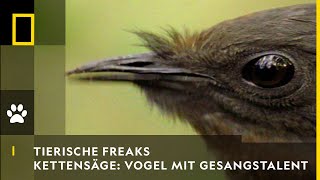 TIERISCHE FREAKS  Kettensäge amp Autoalarm Vogel mit Gesangstalent  National Geographic [upl. by Ailahk]