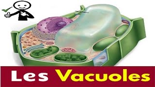 Vacuoles  Structure Et Fonction [upl. by Carli27]