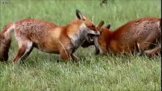 Red Fox Sounds Sounds Foxes Actually Make [upl. by Monahan]