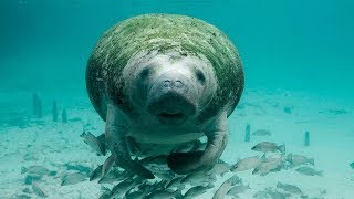 10 Amazing Facts about Manatees [upl. by Lamee]