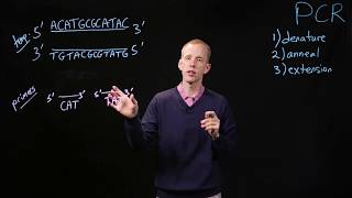 PCR Basics [upl. by Doscher]