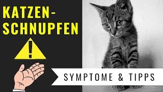 Katzenschnupfen  Symptome Gefahren amp Behandlung [upl. by Quince]