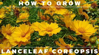 Coreopsis  Complete Grow and Care Guide [upl. by Tatia]