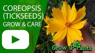 Coreopsis  grow amp care Tickseeds [upl. by Echo819]