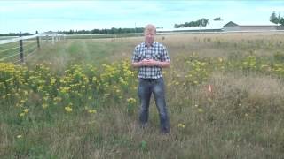 Controlling Tansy Ragwort Keeps Livestock Safe From Poisonous Weed [upl. by Tnarud609]