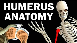 HUMERUS ANATOMY [upl. by Nyrhtakyram]