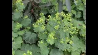 Alchemilla mollis Ladys Mantle [upl. by Coral]