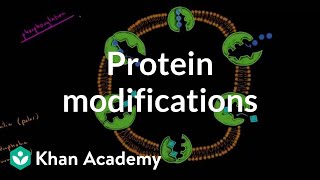 Protein modifications  Biomolecules  MCAT  Khan Academy [upl. by Vernier749]