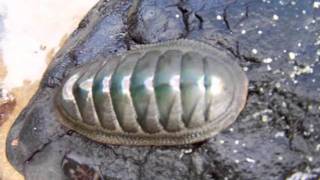 Australian chiton [upl. by Ahsiemac71]