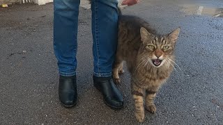 Talkative cat meowing very loudly [upl. by Popelka]