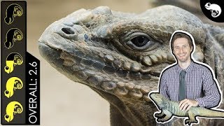 Rhinoceros Iguana The Best Pet Lizard [upl. by Neeruam807]