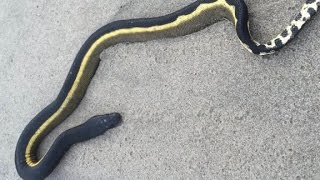 Venomous sea snake washes ashore [upl. by Aehsal]