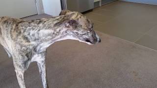 Dog Whippet Reverse Sneezing [upl. by Sheedy]