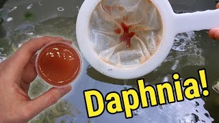 How I Culture Daphnia In Outdoor Tubs [upl. by Eislek364]