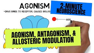 2Minute Neuroscience Agonism Antagonism amp Allosteric Modulation [upl. by Arimas70]