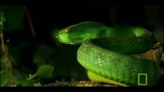 Deadly Venomous Viper  National Geographic [upl. by Angle]