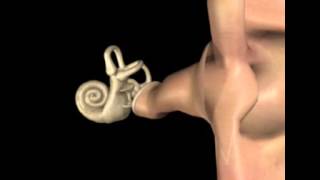 Oreille en 3D  S Blatrix [upl. by Ivad]