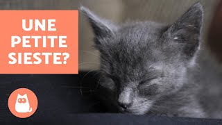 Comment faire dormir un CHATON [upl. by Ahtnamas]