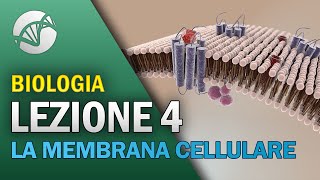 BIOLOGIA  Lezione 4  La Membrana Cellulare [upl. by Bohi313]