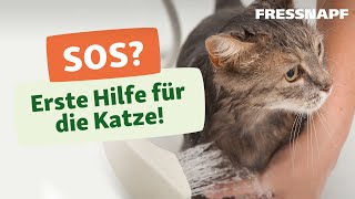 Erste Hilfe bei Katzen [upl. by Carma]