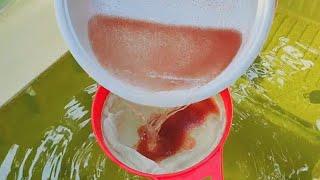 How to culture daphnia  Daphnia culture  How to grow daphnia outdoor [upl. by Kahcztiy216]