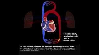 Pulmonary and Systemic Circulations [upl. by Ennairb638]