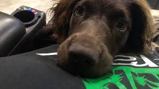 My Boykin Spaniel Puppy and what I think of the breed [upl. by Hourihan179]