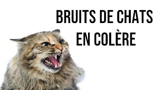 Bruits de chats en colère [upl. by Kliber]