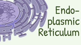 Endoplasmic Reticulum Structure amp Functions [upl. by Navar545]