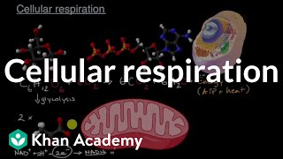 Cellular respiration  Energy and matter in biological systems  High school biology  Khan Academy [upl. by Nylrad367]