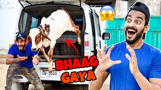 BABY COW BHAAG GAI😭😥 MISHKAT KHAN  PET VLOG [upl. by Oicaroh465]