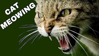 Cat Sound Effect  Cat Meowing [upl. by Alrrats24]