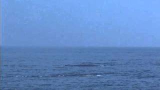 Whale Watching in Mirissa  The Blue Whale Part 1 [upl. by Aleunam]