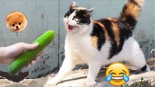 LOS MEJORES SUSTOS GATOS VS PEPINOS LINDOS GATOS 33 😂 pais de animales [upl. by Shetrit]