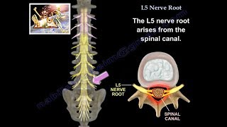 L5 Nerve Root  Everything You Need To Know  Dr Nabil Ebraheim [upl. by Edieh829]