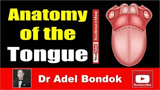 Anatomy of the Tongue Dr Adel Bondok [upl. by Eiryk]