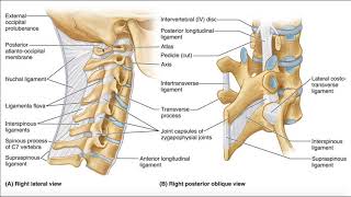 Major Ligaments of the Cervical Spine [upl. by Ahtiuqal]