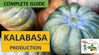 Kalabasa Farming Paano magtanim ng kalabasa step by step Complete Guide [upl. by Ruhtua]