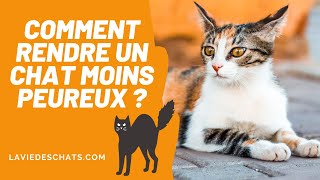 Comment faire pour rendre un chat moins peureux  🙀 [upl. by Acsicnarf558]