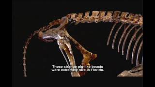 Oligocene Epoch  Florida Fossils Evolution of Life and Land [upl. by Airtemed]