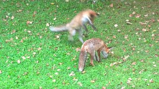 Adorable Baby Foxes  How to Get a Pet Fox [upl. by Africa23]