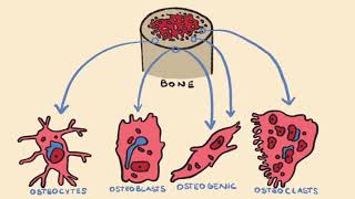 Bone Formation amp Endochondral Ossification [upl. by Yttiy]