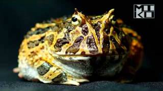 Ceratophrys calcarata video Venezuelan Horned Frog [upl. by Esidarap400]