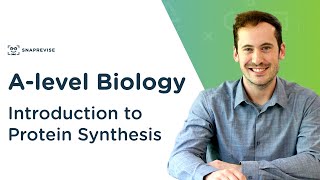 Introduction to Protein Synthesis  Alevel Biology  OCR AQA Edexcel [upl. by Adierf]