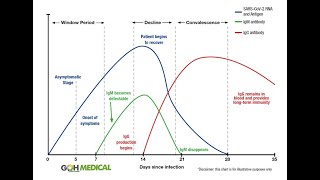 Antibody tests explained  IgG IgM [upl. by Suzetta809]